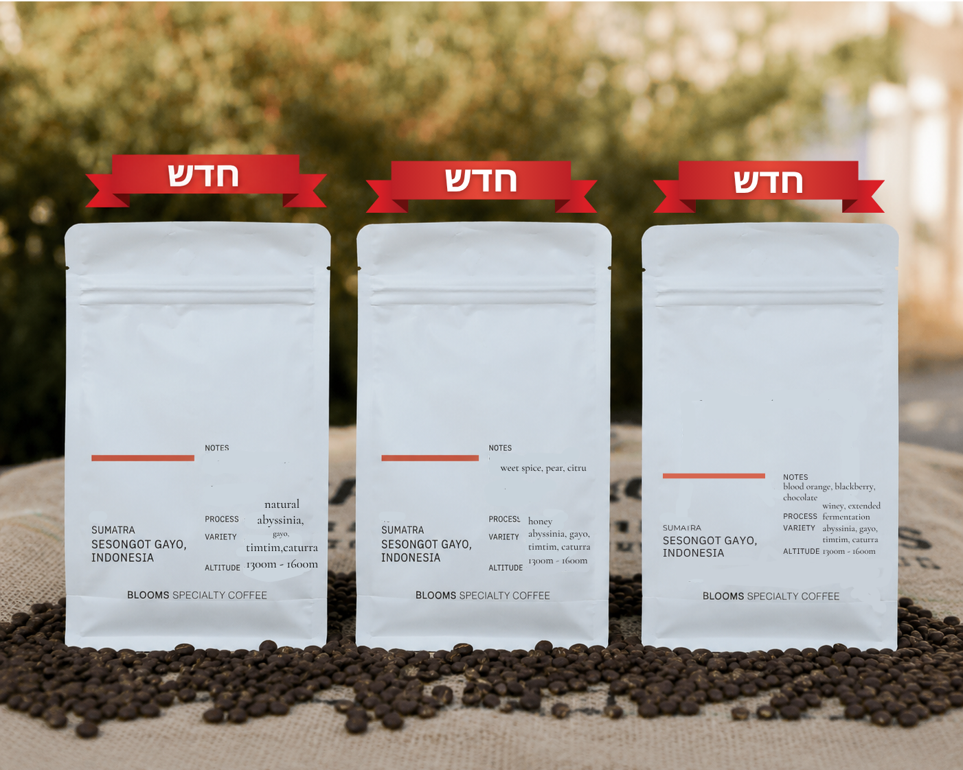 מארז סומטרה ססונגוט גאיו Sumatra Sesongot Gayo Package